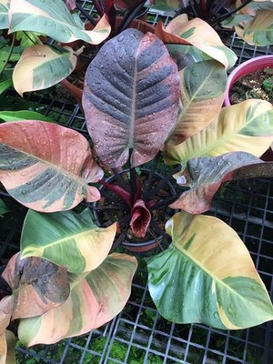 Philodendron Black Cardinal Rainbow, 5 Samen