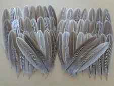50 Cock Pheasant Wing Feathers 5.5" - 7" - UK Sourced