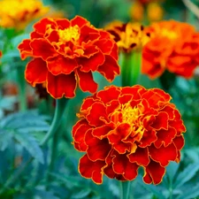 Red Cherry French Marigold Seeds - For 2025 Planting Dwarf Tagetes Patulas Ruby