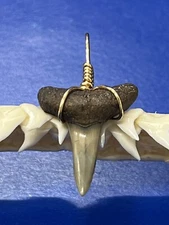 SHARK TOOTH PENDANT Fossilized 7/8 Inch Lower LEMON Shark Tooth Pendant 