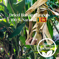 Organic Fresh Dried Banana Leaves 75 pcs