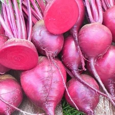 Beet Seed:  Merlin Beet Seeds   Fresh Seed