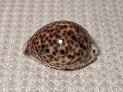 Tiger Cowrie Cypraea Tigris Leopard Pattern Seashell 2 3/4''  Shell