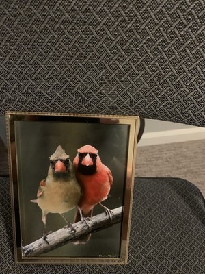 Dianna Wood s Photograph of 2 Northern Cardinals Hugged Together Framed