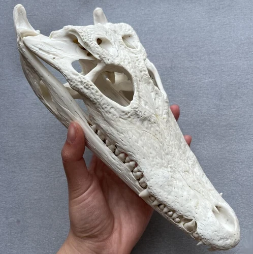 Echter Krokodil Kopf Schädel Präparat Skelett Tier Deko Sammlung - Bild 2 von 6
