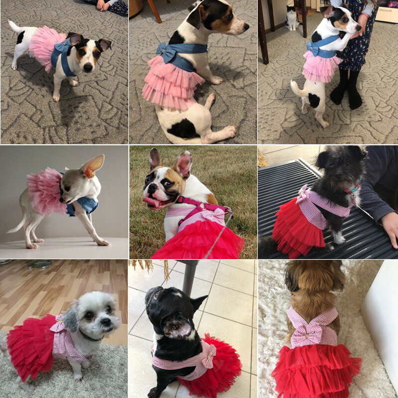 Jurk voor Honden, Pet Mesh Prinsessenjurk voor Kleine Honden en Katten Polyester Stof Hond Trouwjurk Comfortabele Ademende Hondenjurk voor de Zomer (M Jurk voor Honden, Pet Mesh Prinsessenjurk voor Kleine Honden en Katten Polyester Stof Hond Trouwjurk Comfortabele Ademende Hondenjurk voor de Zomer (M