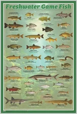 Fresh Water Game Fish Poster - 24.5 x 36.5 Laminated