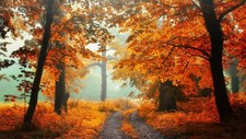 Landscape nature trees forest fall dirt road fallen Custom Gaming Mat Desk