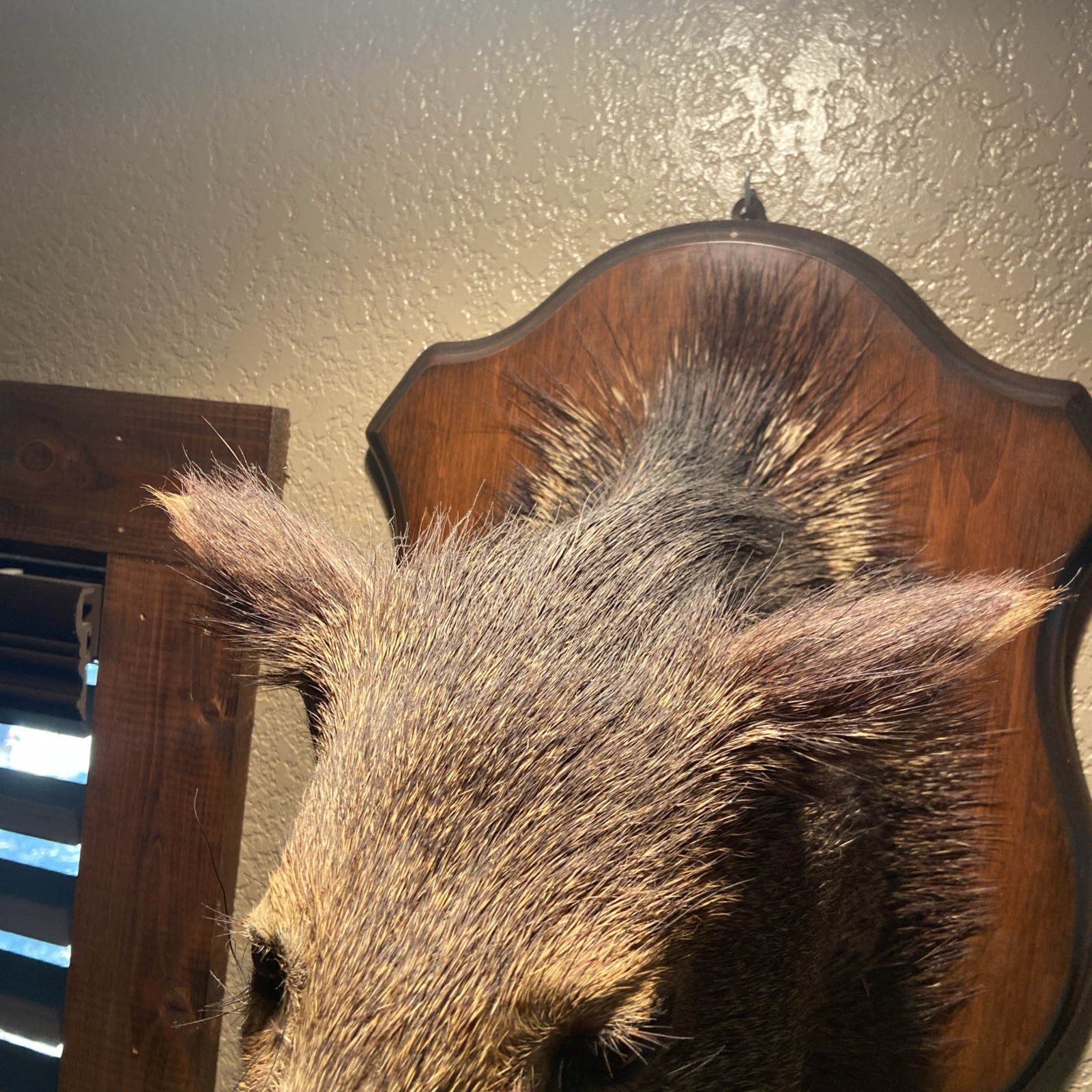 Javalina Shoulder Mount Taxidermy Texas Hog 1957