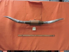 MOUNTED STEER BULL  HORNS 4' 8" tip to tip #424 BULL HORN LONGHORN