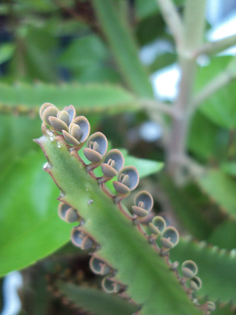 Mother of Thousands (Kalanchoe) Easy to Care for House Plant - Starter Plant  | eBay