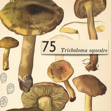 MUSHROOM Fungus Yellow Knight Man Horseback VTG Lithograph Print Otto Uzak 1951