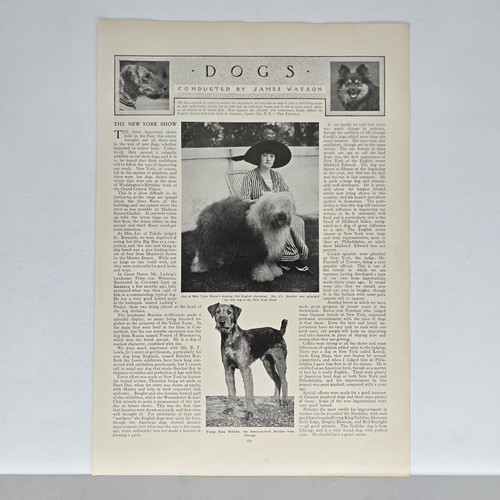 1914 Vintage Article - New York Dog Show Competition Westminster Kennel Club