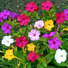 Four o’clock Mirabilis jalapa mixed 40 seeds+FREE REUSABLE PLANT LABEL
