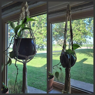 non toxic indoor house plants Pet-Friendly Houseplant Bundle
