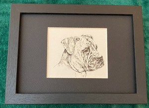 Mastiff "Head" - MATTED | FRAMED | READY TO GIFT - 1963 Vintage Dog Print