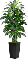 Artificial Dracaena Tree 5FT - Fake Tree with Black Tall Planter - Faux Yucca Ta