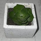 Afbeelding 5 van 6