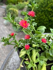 Aptenia mit roten Blüten