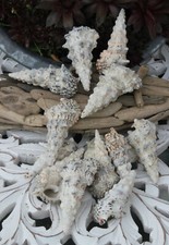 Deko Muscheln * cerithium nodulosum * maritime Muscheln * 500 g Muschel