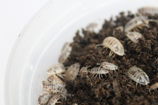Dairy Cow Isopods Porcellio laevis 12 Count
