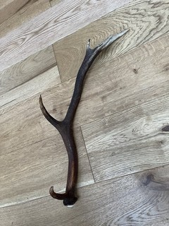 Red Deer Antler