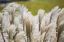10 SILVER MAIDEN GRASS Miscanthus Sinensis Japanese Pampas Perennial Flower Seed
