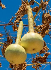 5+ St. Samen Flaschenkürbis, Lagenaria, Kalebasse