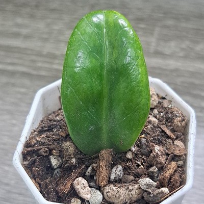 ZZ Dwarf Zamioculcas zamiifolia Rare Zenzi Variegated Yellow Green Plant 02