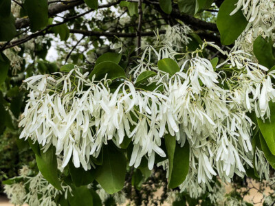 Chionanthus Retusus Seeds, Showy Chinese Fringe Flower Tree Cold Hardy  Bonsai | eBay