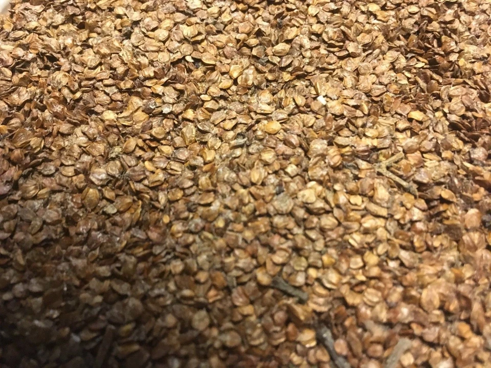 VOGELFUTTER 5 kg Erlensamen - Fettreiches Futter für alle Körnerfresser - Bild 2 von 2