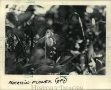 1985 Press Photo A moccasin flower at Spruce Lake Bog. - mja85397