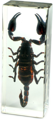 #ad Black Scorpion Paperweight 4.4X1.6X1.1 $43.57