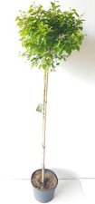 Kugel-Birke, Betula Magical Globe,  Größe:  170-180 cm, Zierbaum für Vorgarten