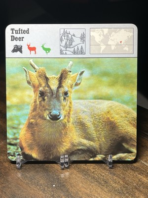 Tufted Deer, 1977 Editions Recontre 4 3/4'' x 4 3/4'' Card