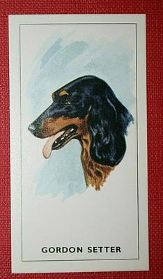 GORDON SETTER   Head Portrait  Illustrated Dog Card  KE26