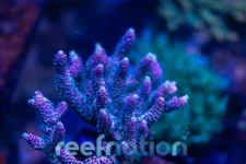 RN Marvin the Martian Milli  Coral Frag SPS Zoa LPS Paly Polyps
