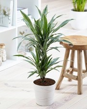 1 PIANTA DI DRACENA WHITE STRIPE TRONCHETTO DELLA FELICITÀ VASO 19CM PIANTA DA