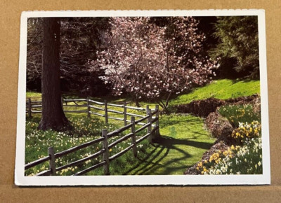 1993 USED  POSTCARD -  FLOWERS AND BLOOMING CHERRY TREE