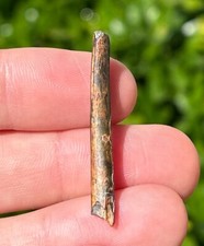 BIG Pterosaur Tooth from Niger Fossil Flying Dinosaur Tooth 1.5” Cretaceous