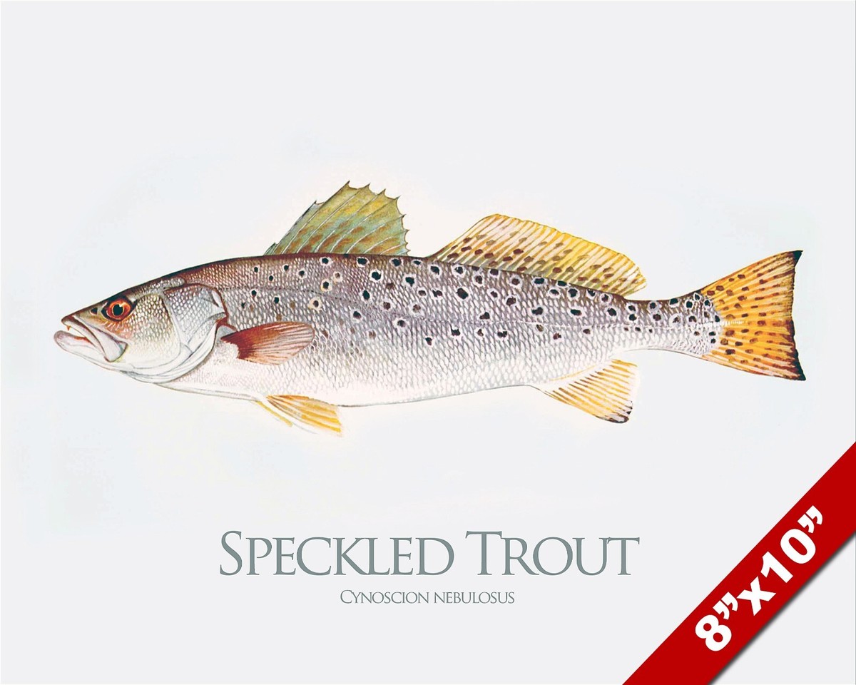 Speckled Sea Trout Paintings