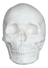 Plaster Cast Skull, Human Skull, for Life Drawing and Painting, Life Size, White
