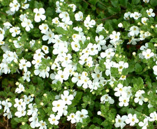 ×6 Bacopa Snowflake Plug Plants - Trailing Easy Growing Basket Plants PRE SALE