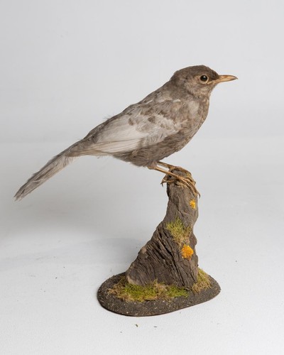 Rare Taxidermy Grey Blackbird - Picture 2 of 7