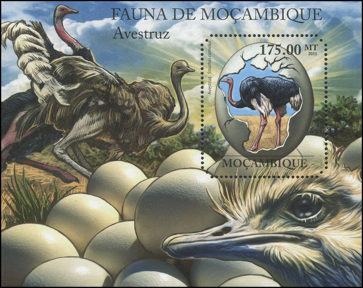 Mozambique 2011 Sc 2392 Birds Ostrich CV $13.33 | eBay UK