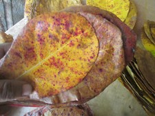 25 Indian Almond Leaves Seemandelbaumbl&auml;tter Dried Catappa Ketapang 20cm x 13cm