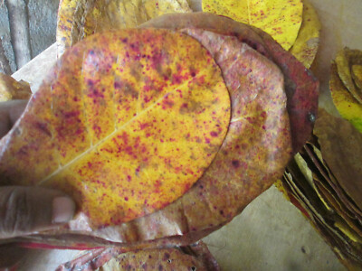 25 Indian Almond Leaves Seemandelbaumblätter Dried Catappa Ketapang 20cm x 13cm