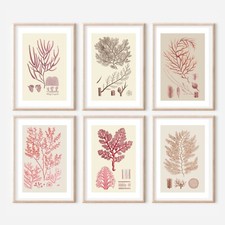 Six Coral Art, Beach Watercolour Art, Bathroom Print, Nautical, Coastal, Antique