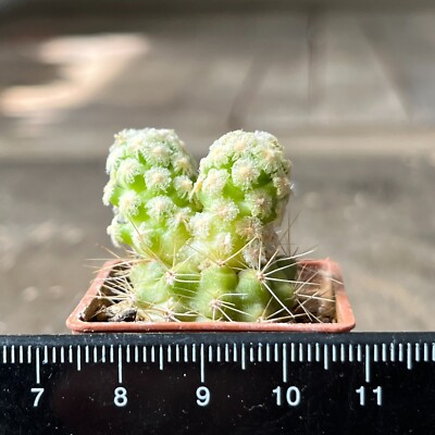 25-1118. Mammillaria theresae v. albiflora (Grafted)