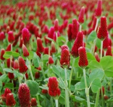 400+ Crimson Clover Seeds **Fresh Seeds** ~~Free Shipping~~